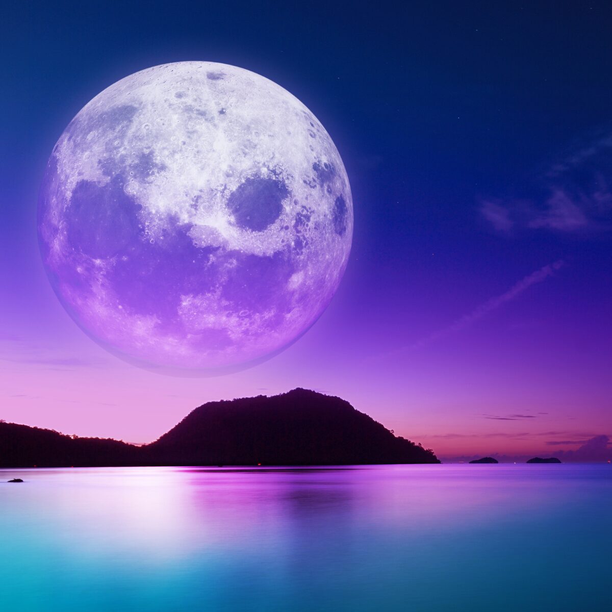 パキラ ムーンライト ① パキラ ミルキーウェイ × ムーンライト｜塊根